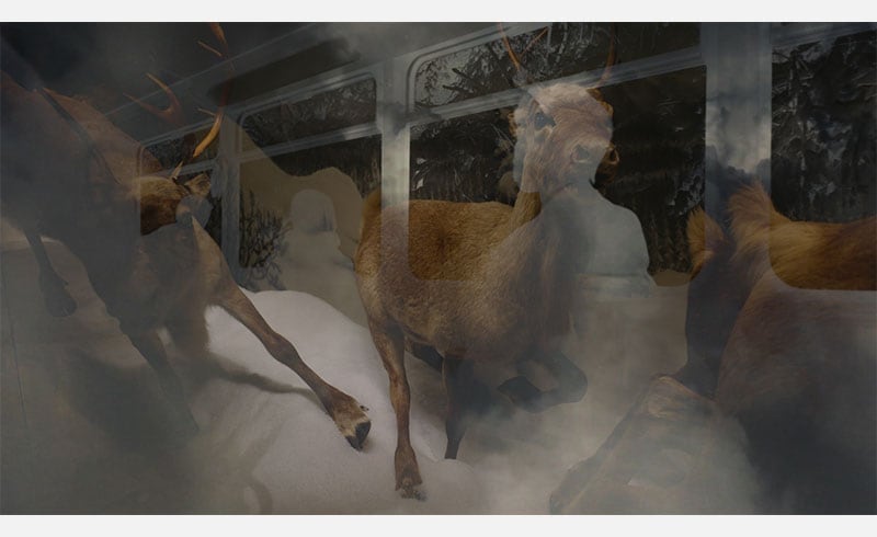 Cecile Chagnaud, Swan (2020)